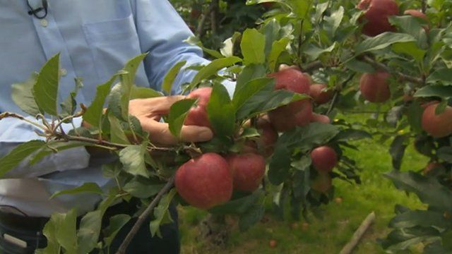 Kent apple crop