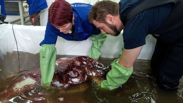 Kat Bolstad (L) of Auckland University works on a colossal squid with Aaron Evans of Otago University
