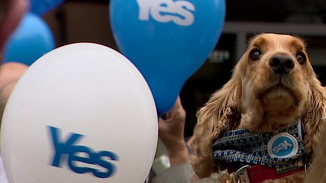 Dog at a Yes campaign rally