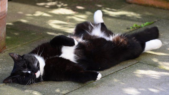 A cat sleeping