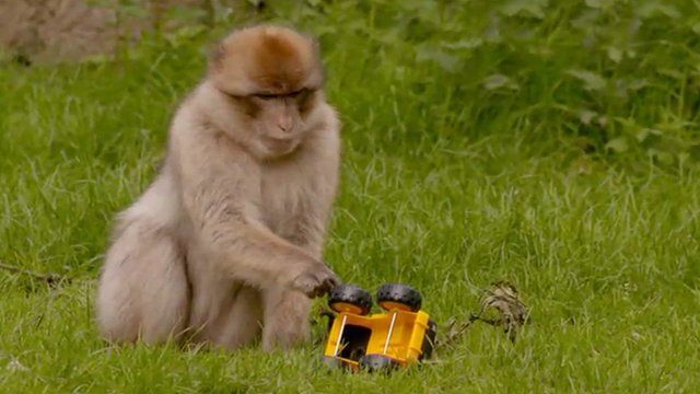 Barbary ape plays with a toy truck