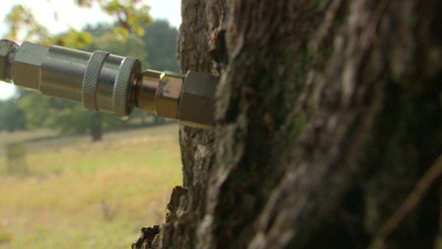 A tree being injected