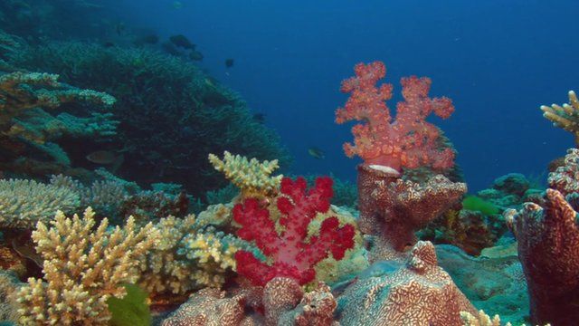 Coral reef