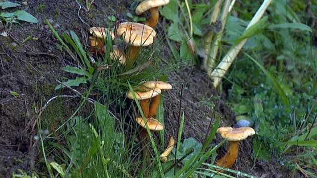 Wild chanterelle mushrooms