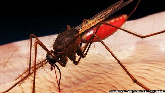 The early symptoms of Ebola and malaria, caused by mosquito bites, can be similar