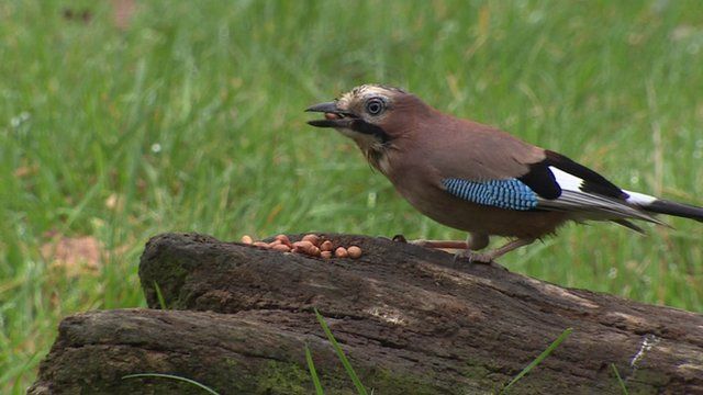 Bird