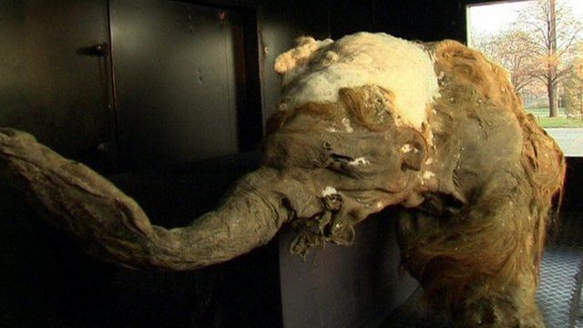 Yuka the mammoth