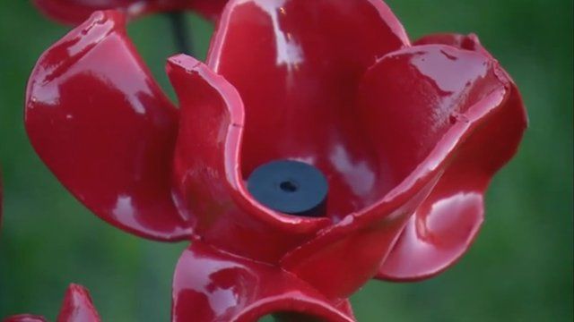 One of the poppies