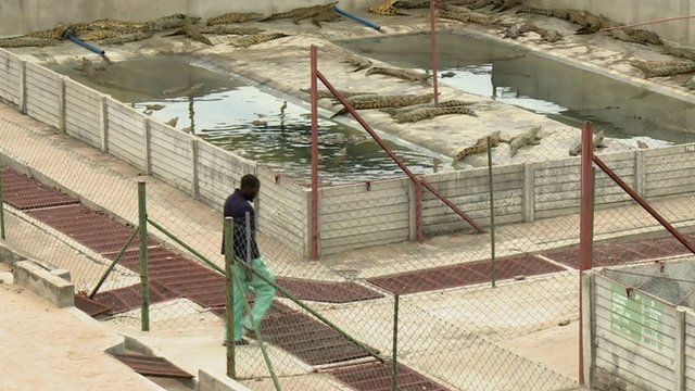 Crocodile farm