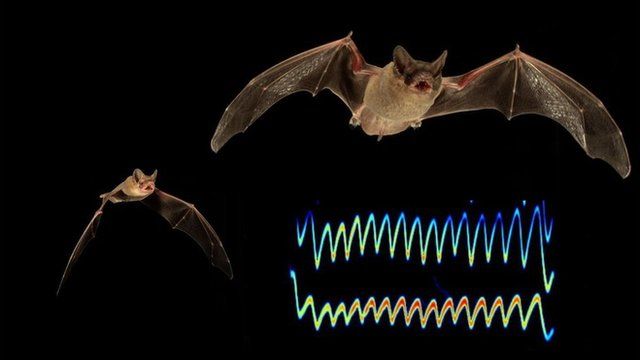 Two bats competing for prey and a visual rendering of the jamming call