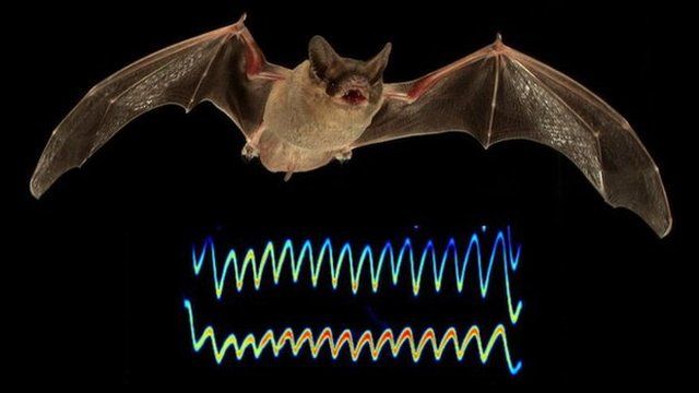 Two bats competing for prey and a visual rendering of the jamming call
