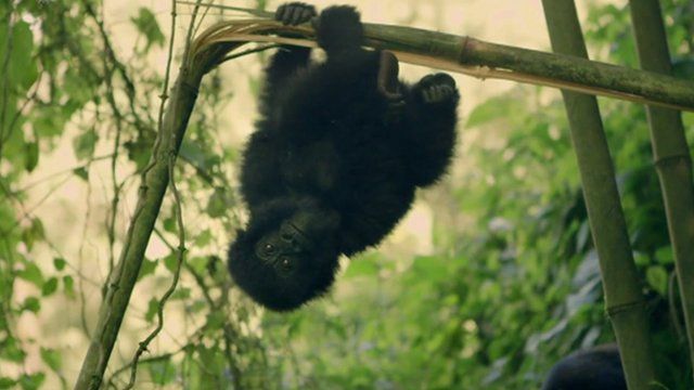 A gorilla