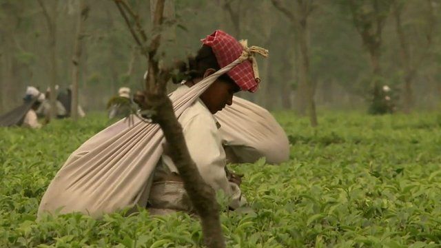 Worker in tea plantation