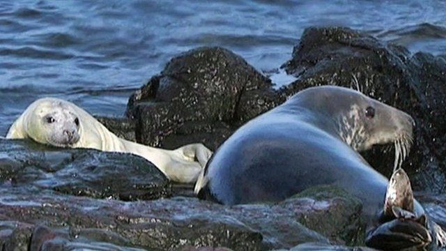 Grey seals on rocks