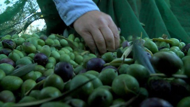 Olives