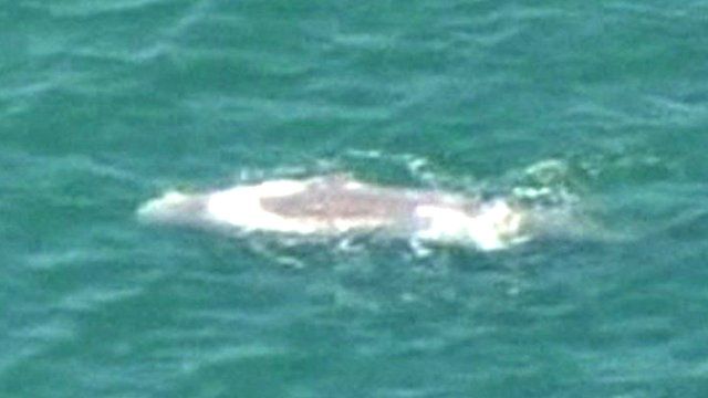 Sperm whale
