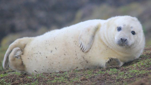 A grey seal pup