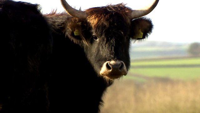 A Heck cow