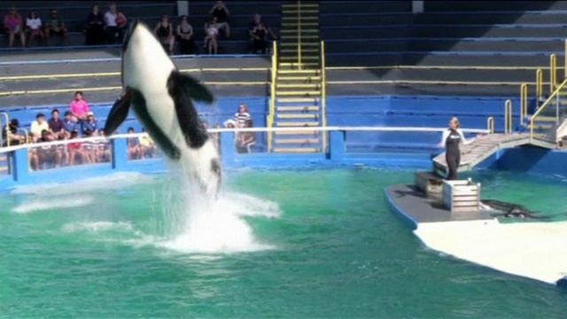 Lolita the killer whale could be released if put on endangered list ...