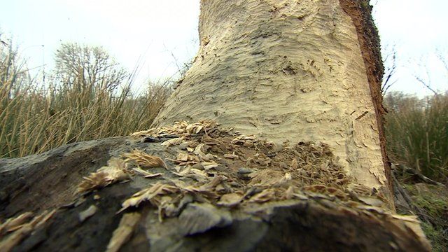Beaver damage to a tree