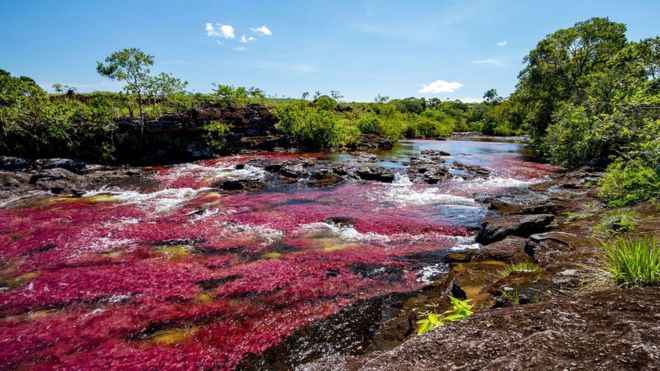 Rio CaÃ±o Cristales, na ColÃ´mbia