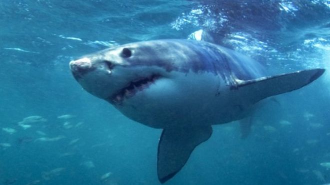 Great white shark