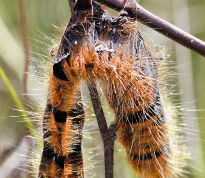 Caterpillar skin