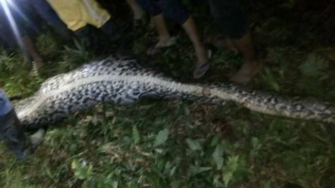 Image result for Indonesian Man Found Eaten By Python