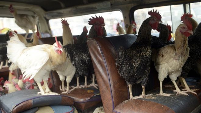 Chickens inside a vehicle in Lagos, Nigeria - 2013