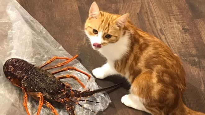 Paddles the cat licks his lips as a cooked lobster lies next to it on tinfoil