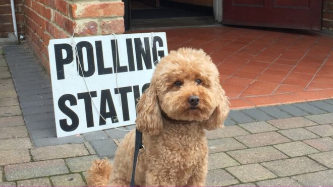 Image result for #dogsatpollingstations