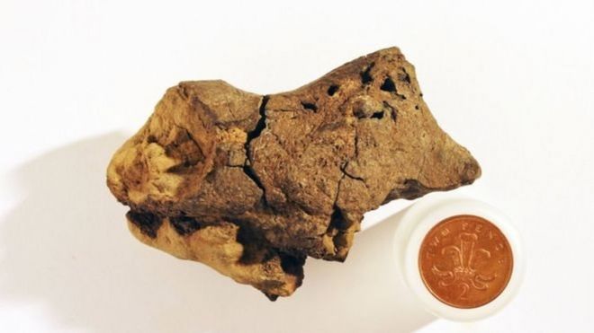 Dünyanın ilk dinozor beyni fosili