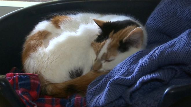 A cat from Ty-Nant sanctuary