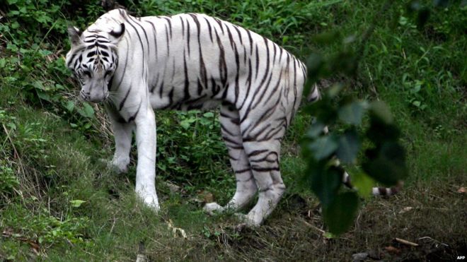 File photo of White tiger in Kolkata zoo