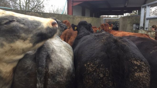 Bovine tuberculosis in cattle