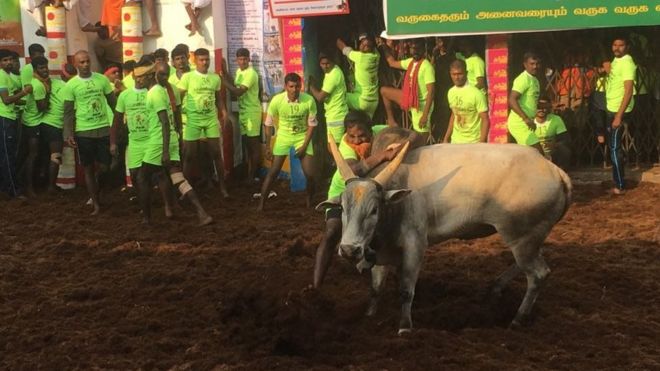 ஜல்லிக்கட்டு