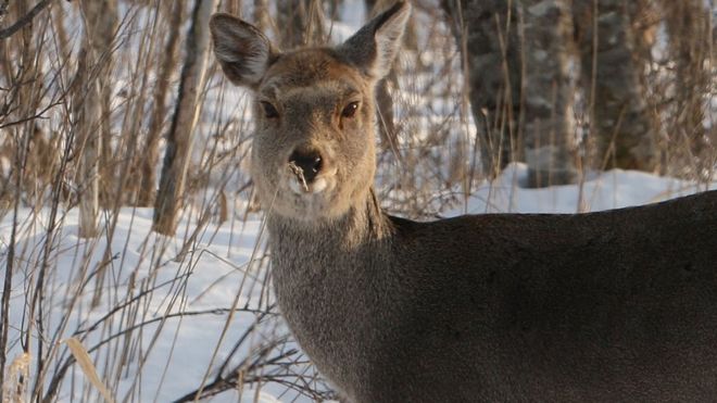 File image of a Japanese deer