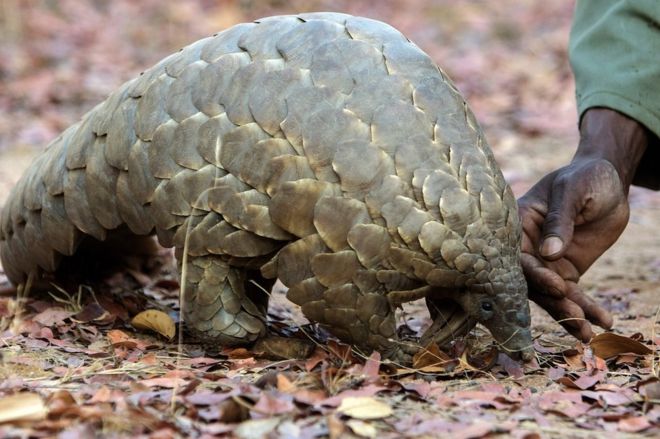 This file photo taken on 22 September 2016 shows a Zimbabwe game reserve guide touching "Marimba", a female pangolin weighing 10kgs that has been nine years in care at Wild Is Life animal sanctuary just outside the country's capital Harare.