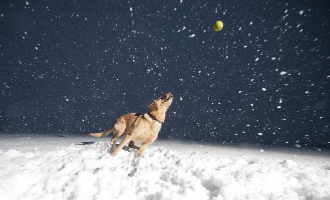 Labrador playing a ball game in the snow