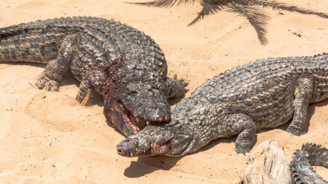 Nile crocodiles