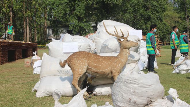 A stuffed deer is seen with other bags of exhibits before being burnt at Chitwan, 22 May