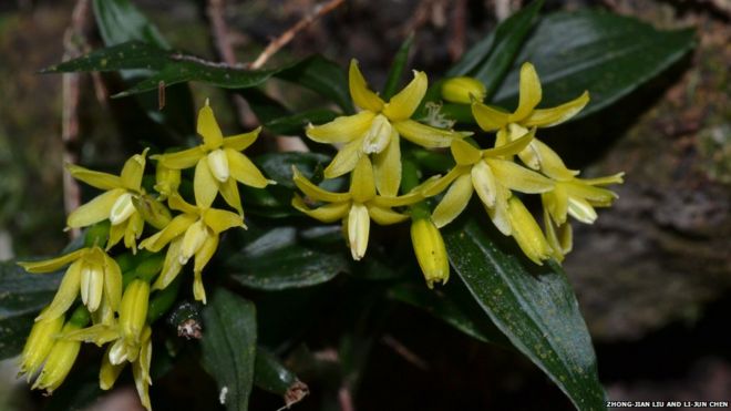 The orchid was found at Wutongshan Mountain in Shenzhen, China