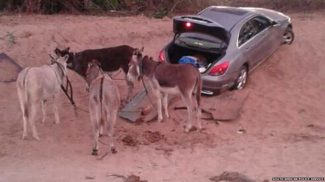 A pace of donkeys are photographed next to a stolen vehicle