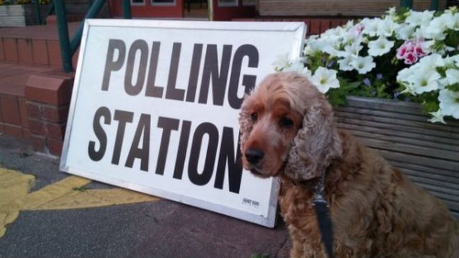 Pic of dog at polling station