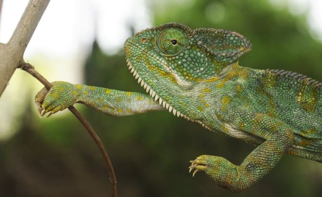 பிபிசி தமிழ் நேயர்களின் மெய்சிலிர்க்க வைக்கும் வன உயிரின படங்கள்