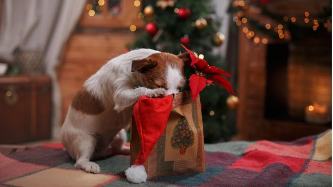 Cachorros xereta em uma embalagem de presente de Natal