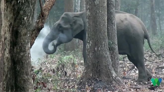 Elefante soltando fumaça em floresta da índia