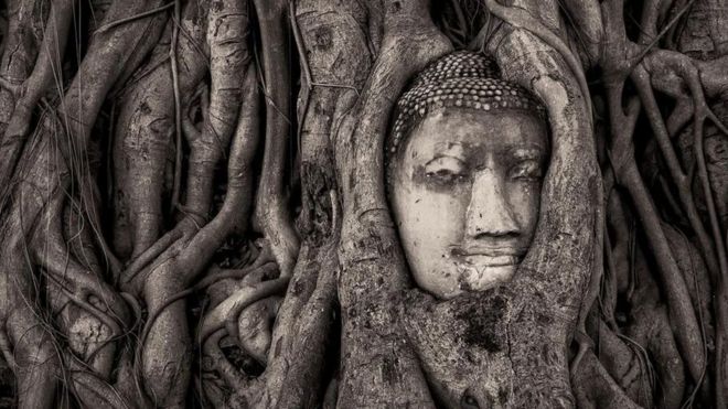 Foto de Buda em raízes de árvore selecionada para o Prêmio de Melhor Fotografia História do Ano