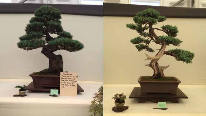 Bonsai độc và hoa ở Điện Hampton Court 2017 item-thumbnail