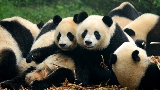 PANDAS: estos animales pueden parecer tiernos pero ten mucho cuidado con ellos